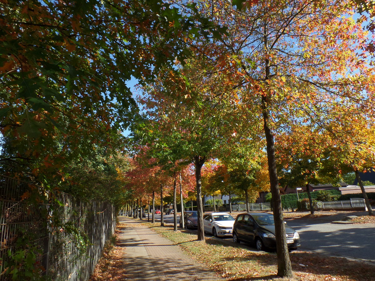 Hamburg am 7.10.2018: herbstlich gefrbte Mllner Landstrae im Stadtteil Billstedt /