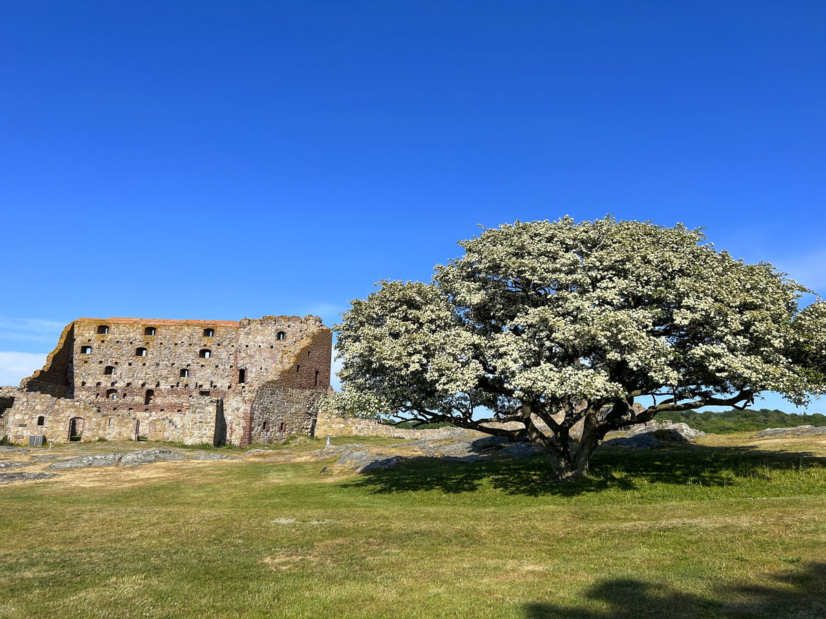 Hammershus war eine stark befestigte Burg an der Nordwestseite der dnischen Insel Bornholm. Heute ist es einer der grten zusammenhngenden Burgruinen-Komplexe Nordeuropas. Sie liegt auf einer Klippe 74 Meter ber dem Meer und ist von einer 750 Meter langen Ringmauer umgeben. Aufnahme: 16. Juni 2023.