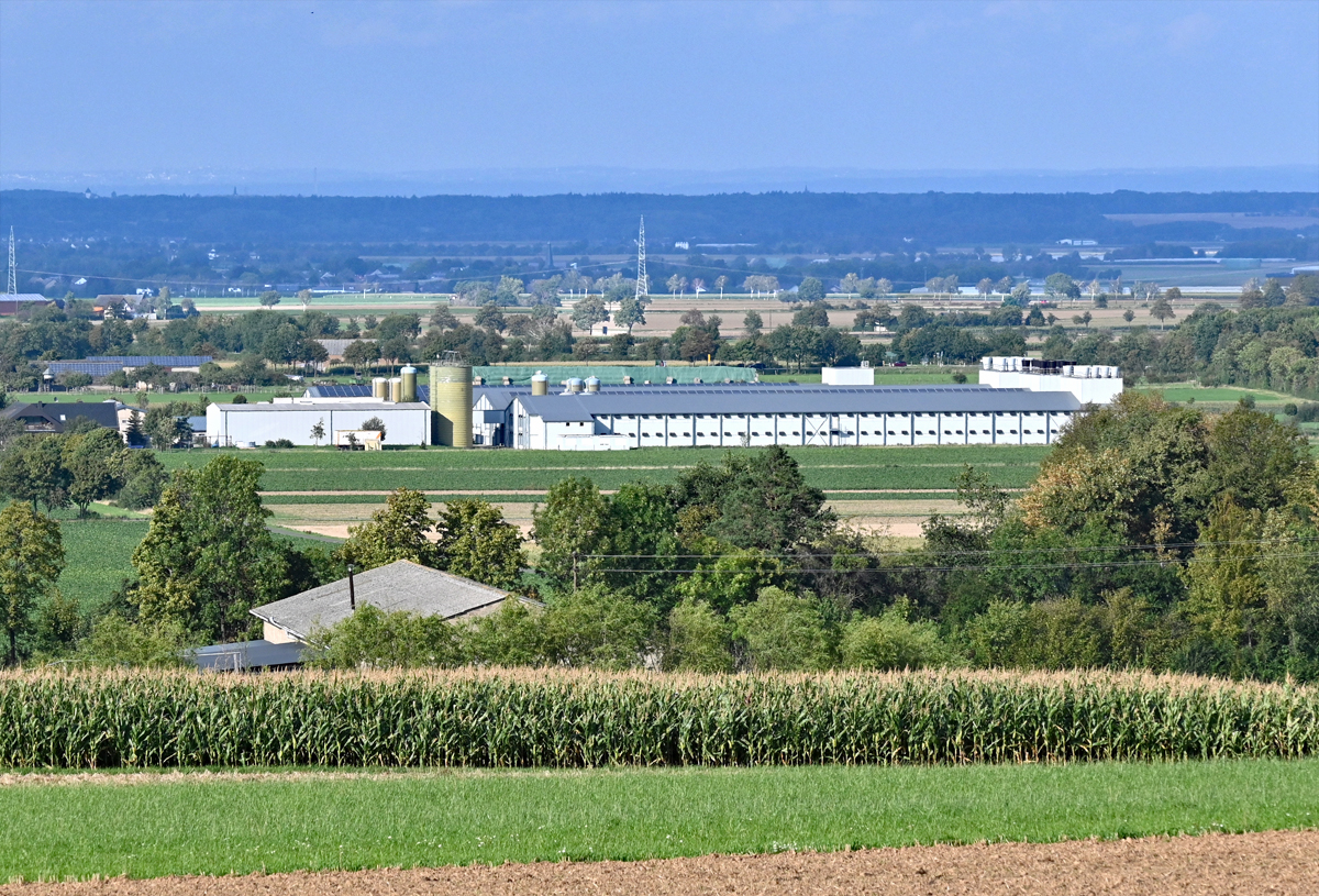 Hhnerfarm bei Euskirchen - 05.09.2020