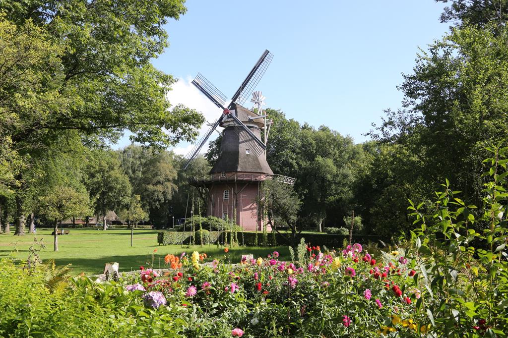 Im Kurpark Bad Zwischenahn steht unmittelbar in Nähe des Zwischenahner Meer diese schöne restaurierte Windmühle. Die Aufnahme entstand in der Spätsommer Blüte am 31.08.2021.