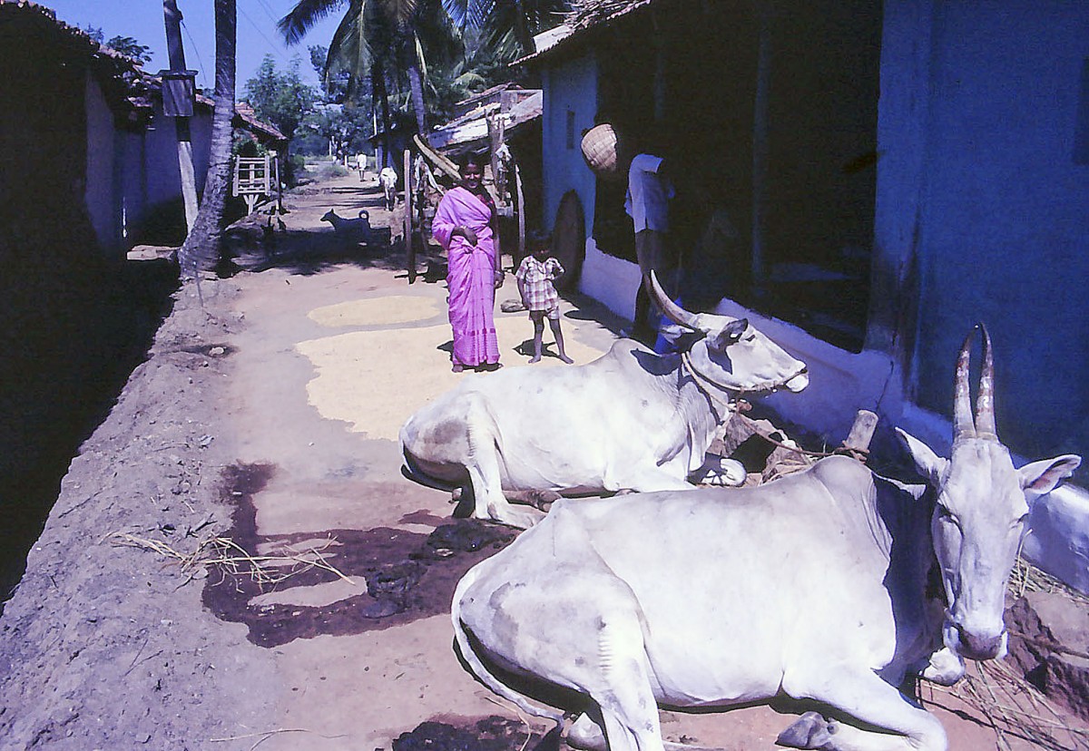 Im Stadtviertel Ambalamukku von Trivandrum in Kerala. Aufnahme: Dezember 1988 (Bild vom Dia).