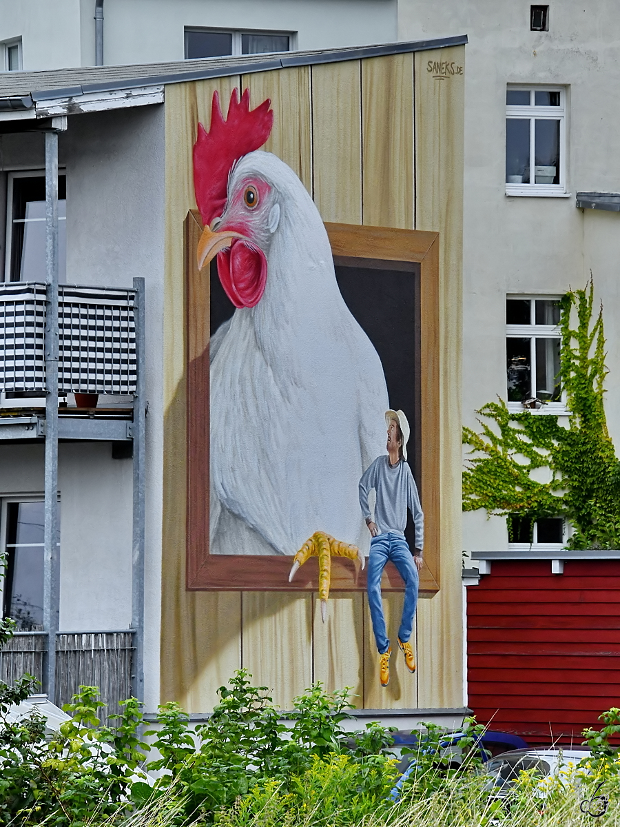 In Greifswald habe ich dieses berdimensionierte Huhn auf einer Huserwand entdeckt. (August 2021)