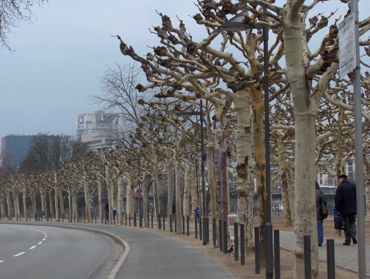 Kahle Bume am Sachsenhuser Ufer in Frankfurt am 13.03.2010.
