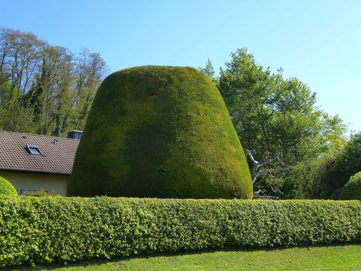 Kenzingen im Breisgau, Lebensbaum (Thuja) in stattlicher Gre, Mai 2017