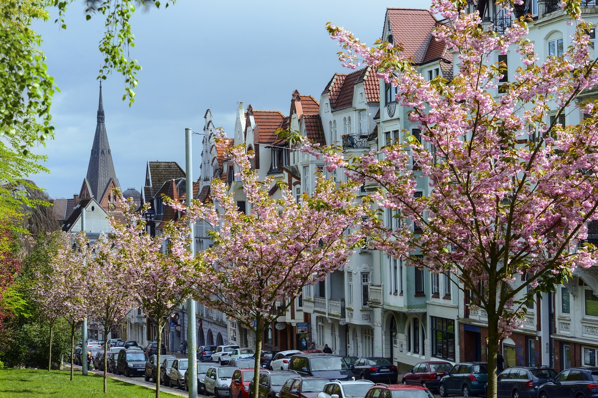 Kirschblüte an der Toosbüystraße in Flensburg. Aufnahme: 2. Mai 2020.