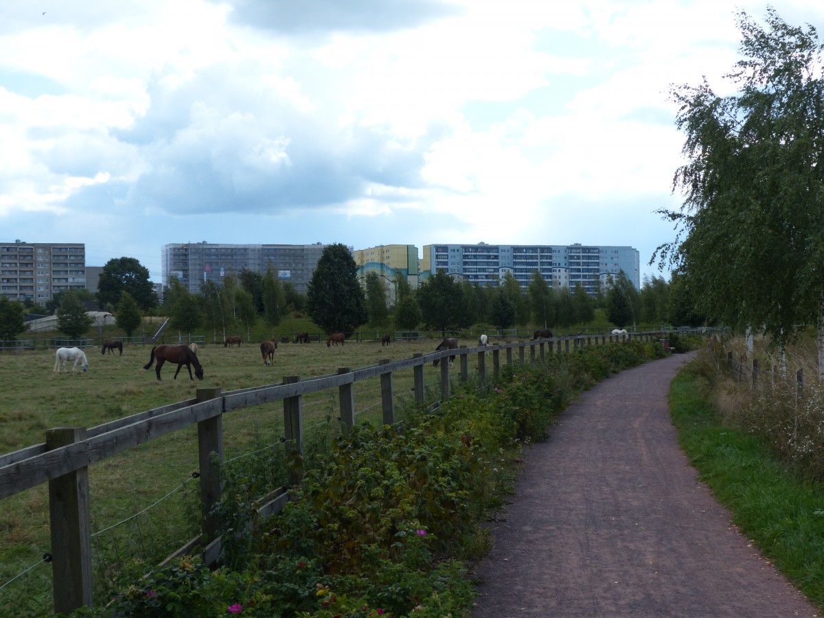 Landschaftspark Rudow-Altglienicke - die Neubauhuser, die frher auf die Mauer blickten, sehen nun Pferde und Rinder. 7.9.2014