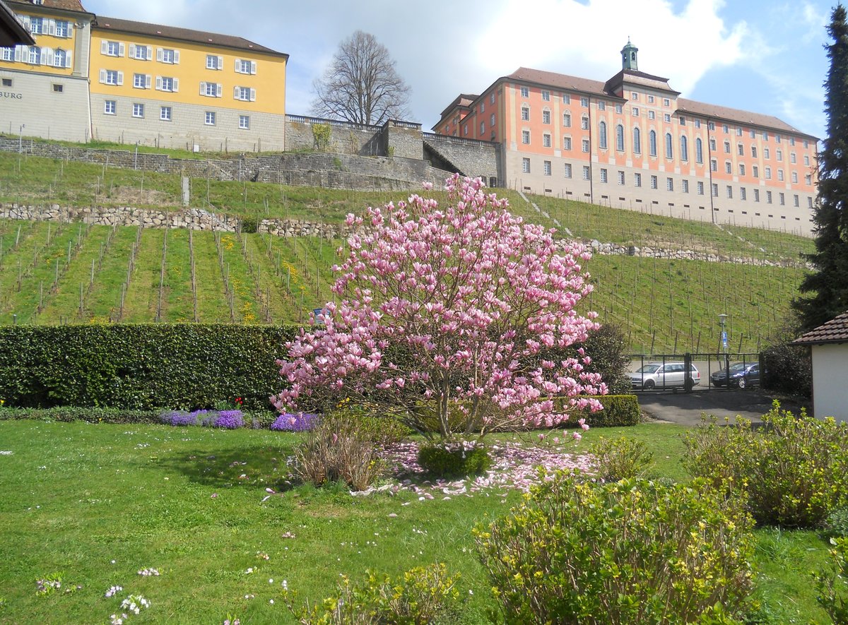 Meersburg, Staatsweingut. Nach dem Ersten Weltkrieg erfolgte 1919 die Umbenennung in Staatsweingut Meersburg. Als Rechtsnachfolger des Landes Baden gehrt das Staatsweingut heute dem Land Baden-Wrttemberg - 21.03.2015