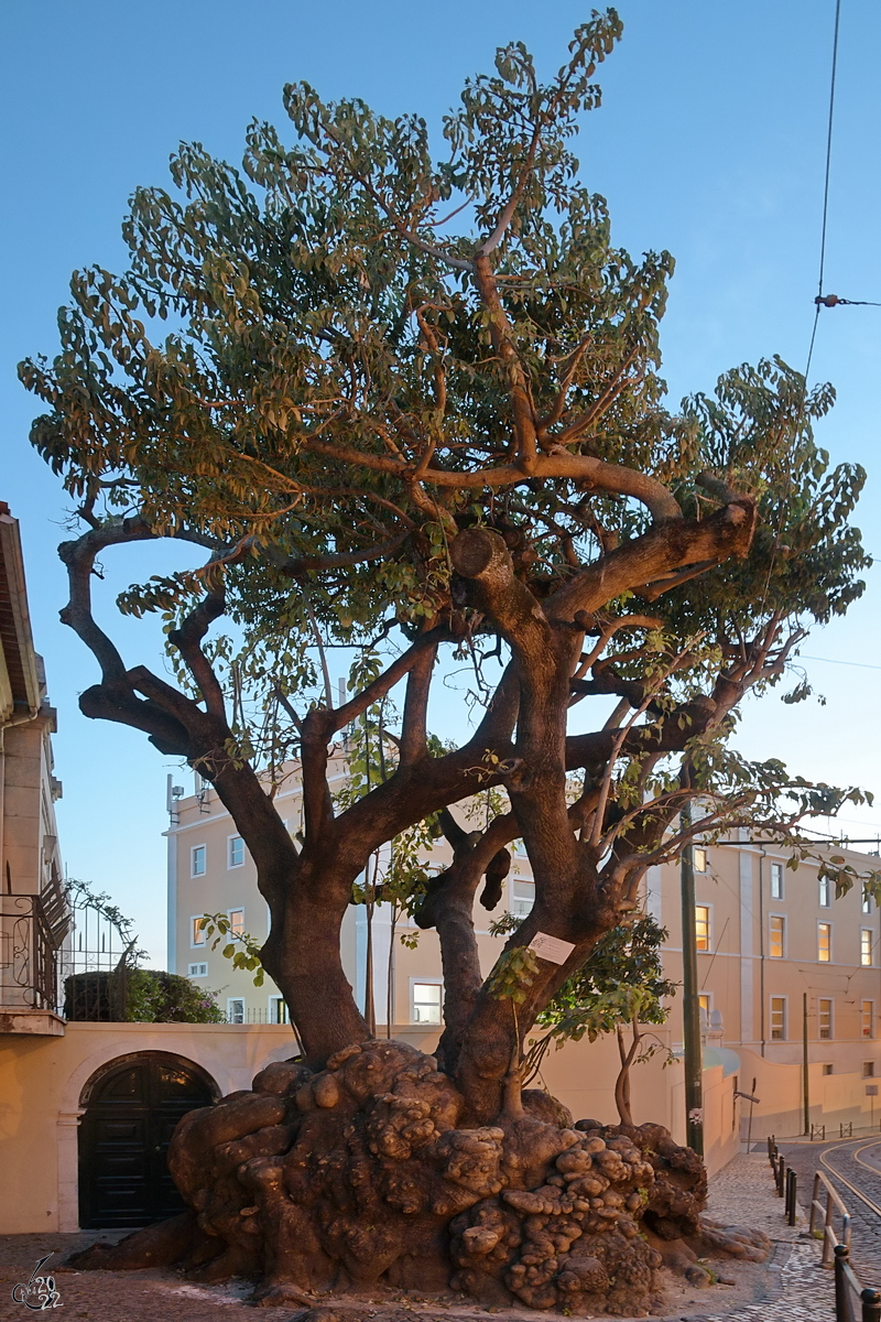 Natur verdrngt zur Abwechslung mal die Zivilisation. Dieser Ombubaum am Eingang des Aussichtspunktes Santa Luzia in Lissabon verdrngt mit seinem Durchmesser von 1,3 Meter die Gehwegsflche. (Januar 2017)
