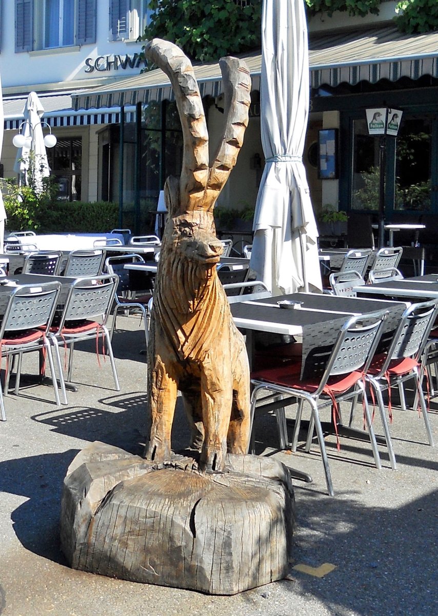 Rapperswil, der Steinbock am See - 27.12.2013