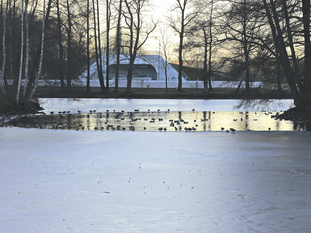 See im Westend Park (vermutlich Schwansee) von Franzensbad (Frantiskovy Lazne ) am 16. Februar 2019