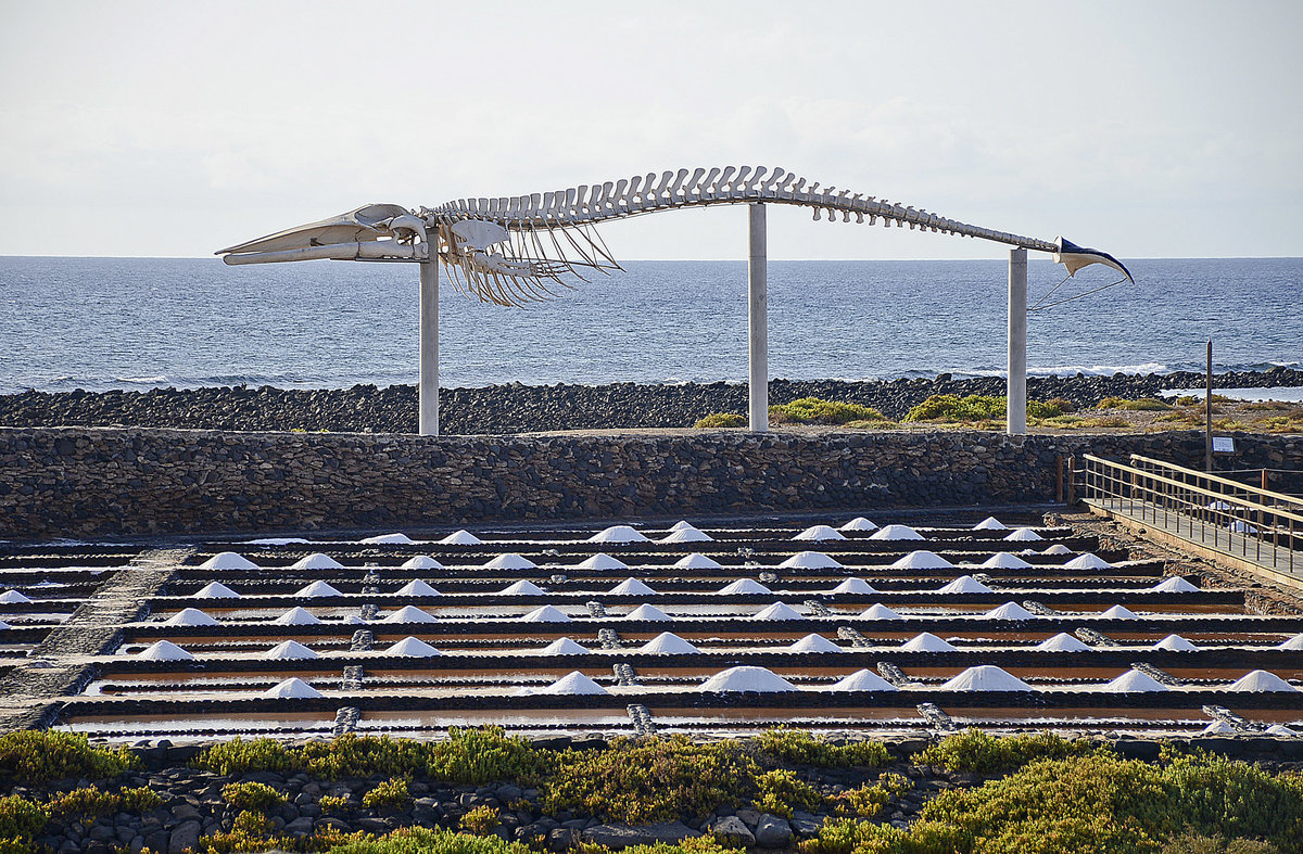 Skelett von einem Pottwal in Salinas del Carmen auf der Insel Fuerteventura. Kanarische Inseln, Spanien. Aufnahme: 18. Oktober 2017.
