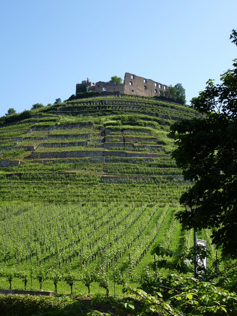 Staufen im Breisgau, der Burgberg mit der Ruine, die um 1100-1200 erbaute Burg wurde im 30-jhrigen Krieg zerstrt und nicht wieder aufgebaut, kann besichtigt werden, Aug.2013