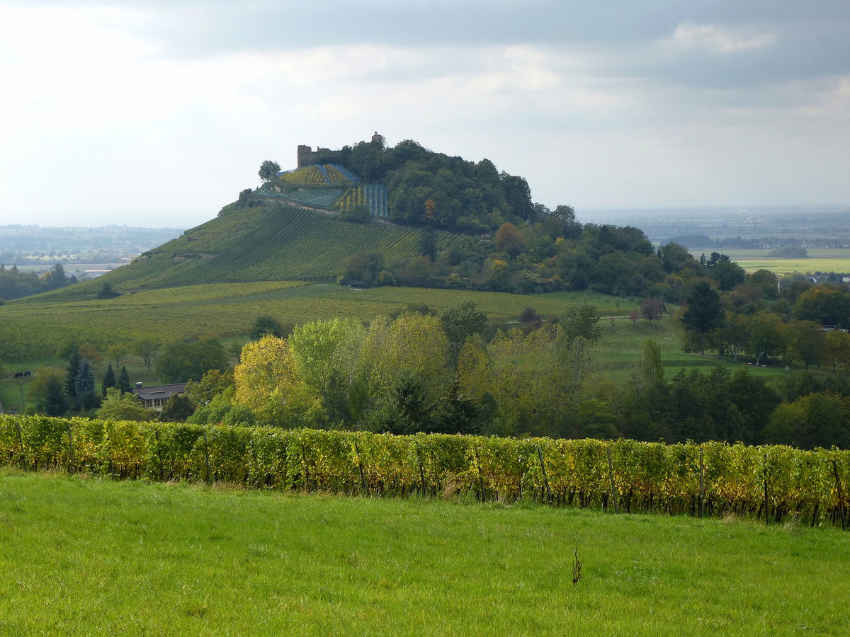 Staufen im Breisgau, die Weinreben am Schloberg reichen auf der Ostseite hinauf bis zur Burgruine, Okt.2015