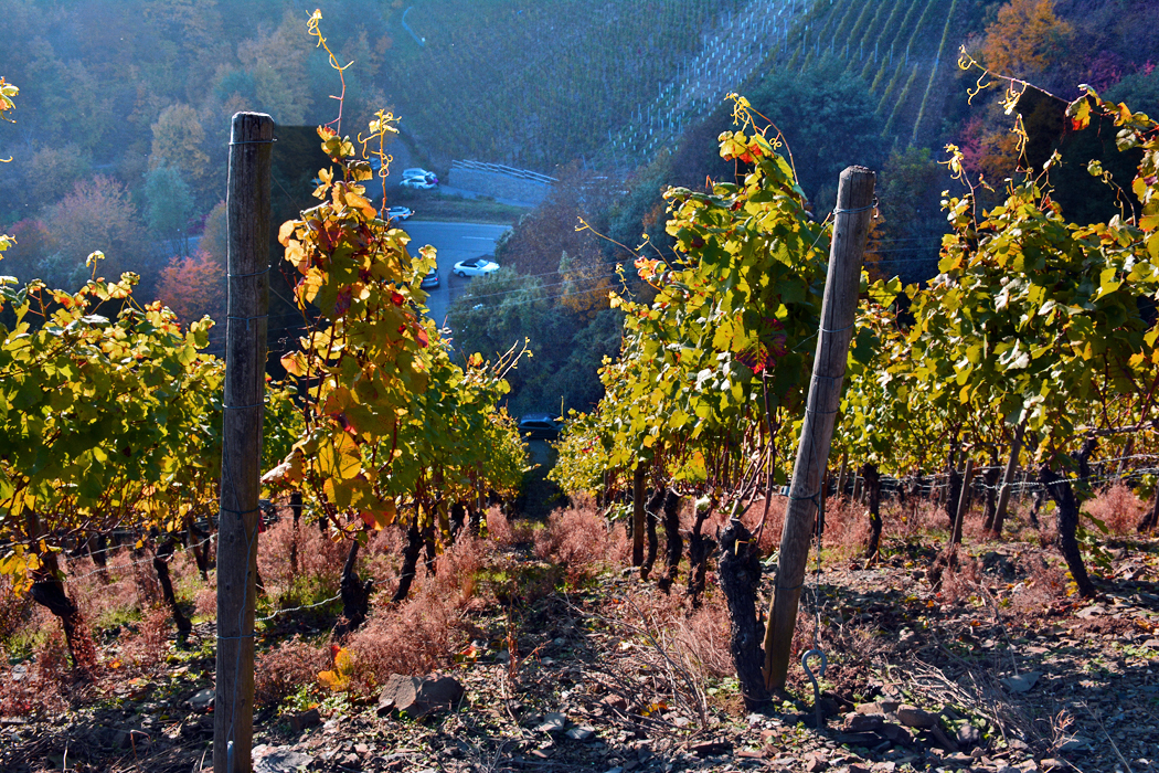 Wahnsinnig steiler Weinberg in Dernau/Ahrtal - 27.10.2015