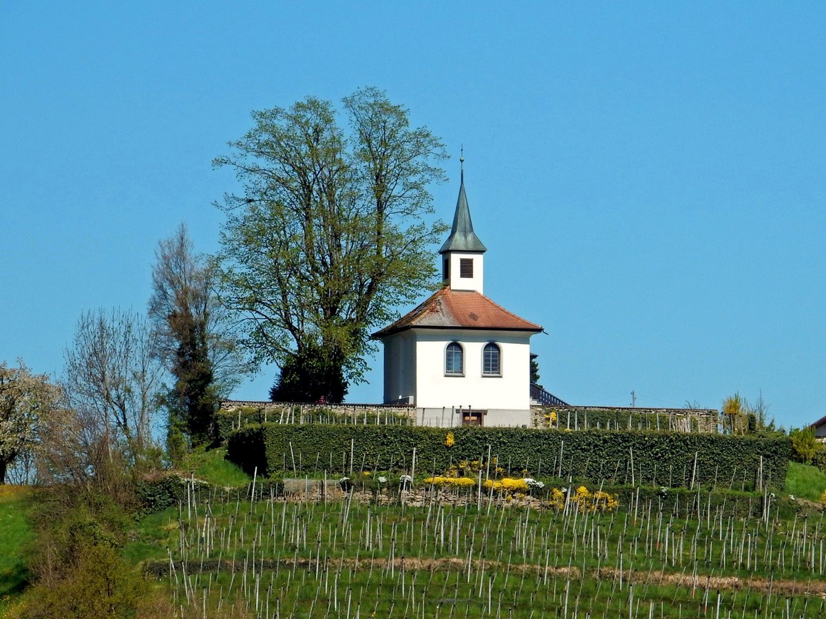 Weggis, Eggisbühler Rebberg mit Hügelkapelle. 2007 wurde das Innere und 2009 das Äussere der Kapelle renoviert - 22.04.2015