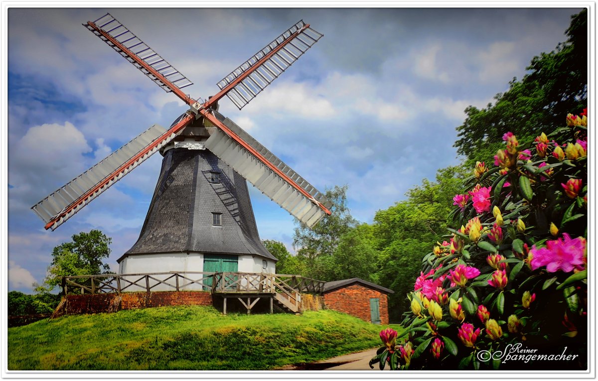 Worpswede bei Bremen, Erdgalerie Hollnder Windmhle, Mai 2013. Typisch fr diese Jahreszeit, die blhenden Rhododendren.