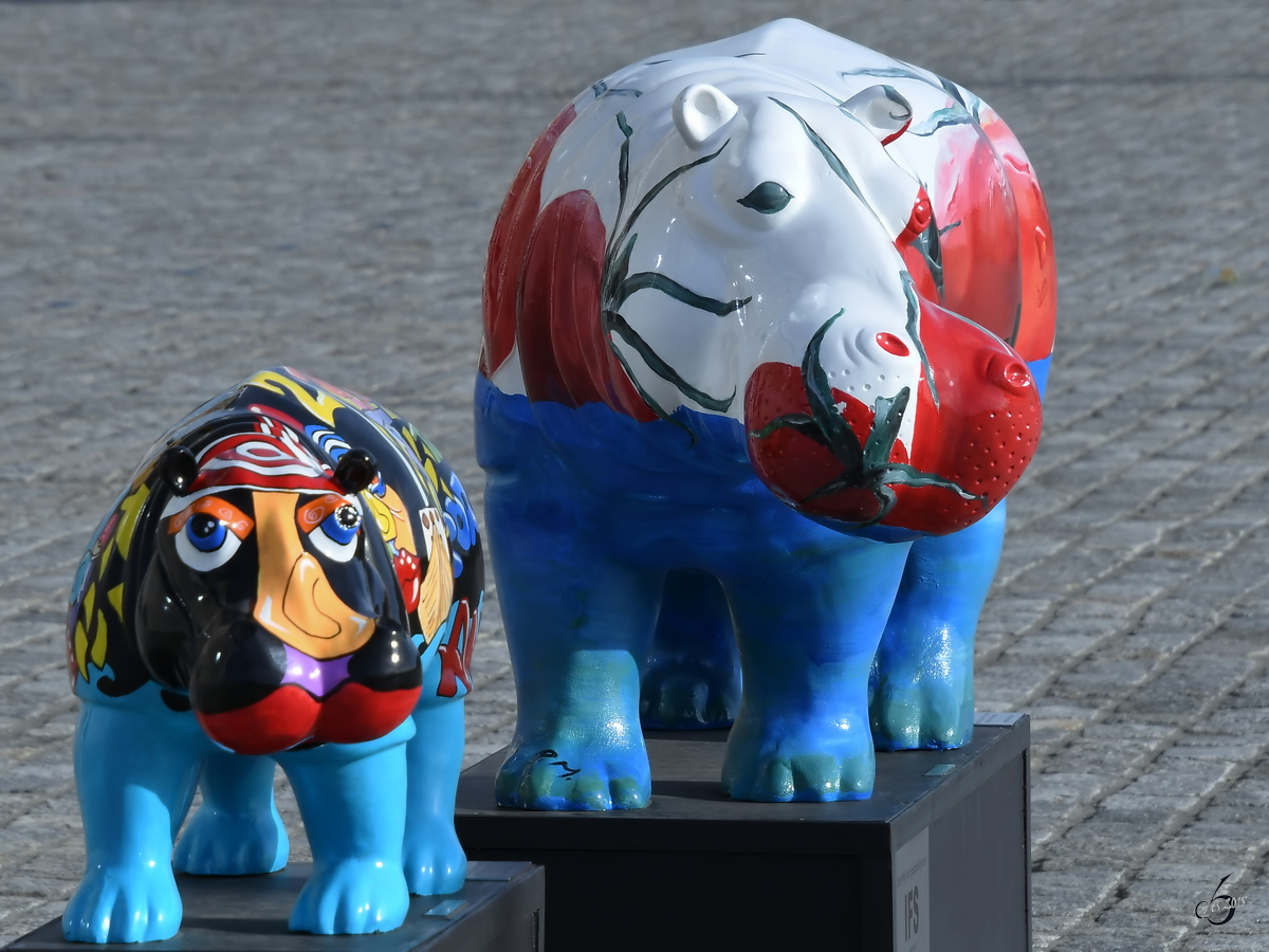 Zwei Rhino´s Ende Juli 2018 in Antwerpen.