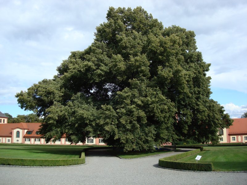 Altshausen/Oberschwaben
mehrere Jahrhunderte alte Linde im Schlossinnenhof, 