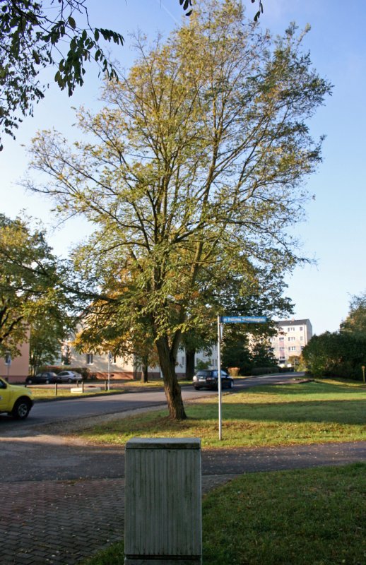 Am frheren Stadtbahngleis entlang geradelt am 19.10.09