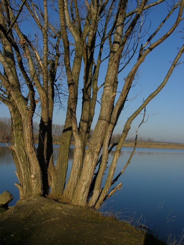 Am Halberstdter See