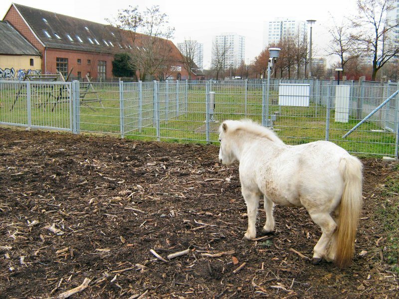 Auch das ist Berlin im Winter 2007/2008: Alt-Marzahn am 17. 1. 2008