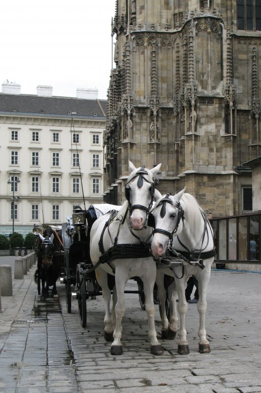 Auch die Pferde in Wien sind eitel: Als diese beiden merkten das ich sie fotografierte drehten sie ihre Kpfe in meine Richtung. 
(Mai 2008)