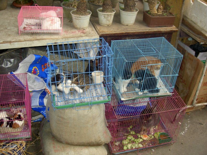 Auch so etwas kann man sich dort ansehen. Ein Kleintiermarkt von der blen Sorte, und zu Zeiten der Vogelgrippe nicht besonders zu empfehlen.Shanghai PuChi 21.05.2006.
