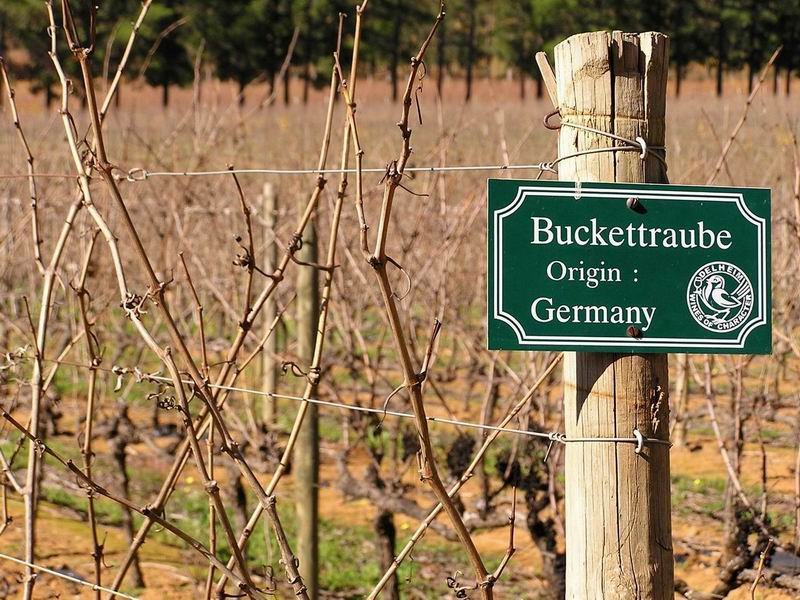 Auch im Sden Afrikas lt sich Deutscher Wein gut schmecken. Hinweisschild auf dem Weingut  Delheim 