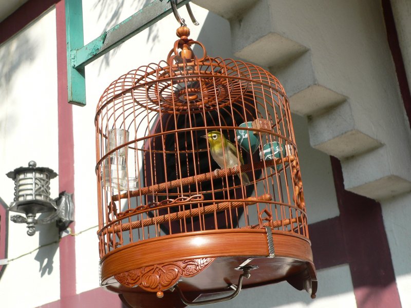 Birds Garden in Kowloon. Hier treffen sich Vogelfreunde, es wird mit den Tieren gehandelt. 09/2007
