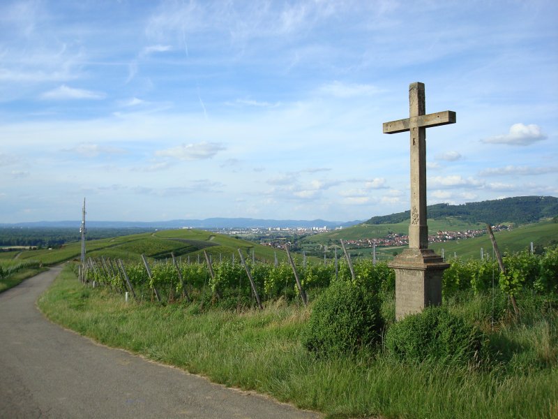 Blick auf Freiburg vom Batzenberg(dem grten zusammenhngenden Weinberg Deutschlands)
Juni 2008 