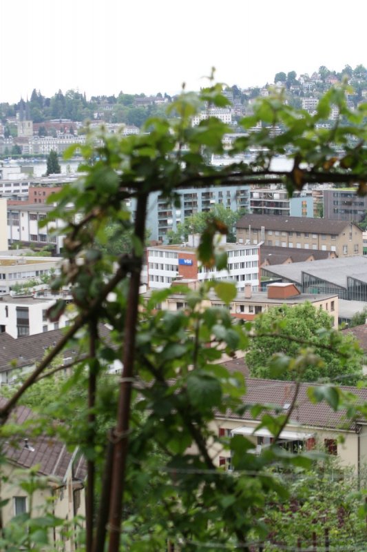 Blick durch eine Rebe runter auf das Tribschenquartier mit dem Depot der Verkehrsbetriebe Luzern (rechts) und auf die Hofkirche (links)