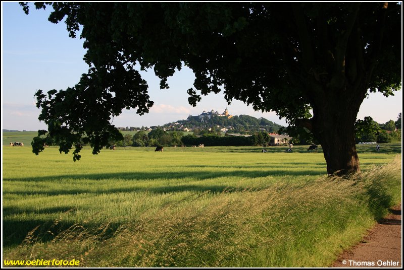 Blick vom Feldrain bei Grnberg hinber zur weithin bekannten Augustusburg, der  Krone des Erzgebirges . Die Aufnahme entstand am 05.06.08.