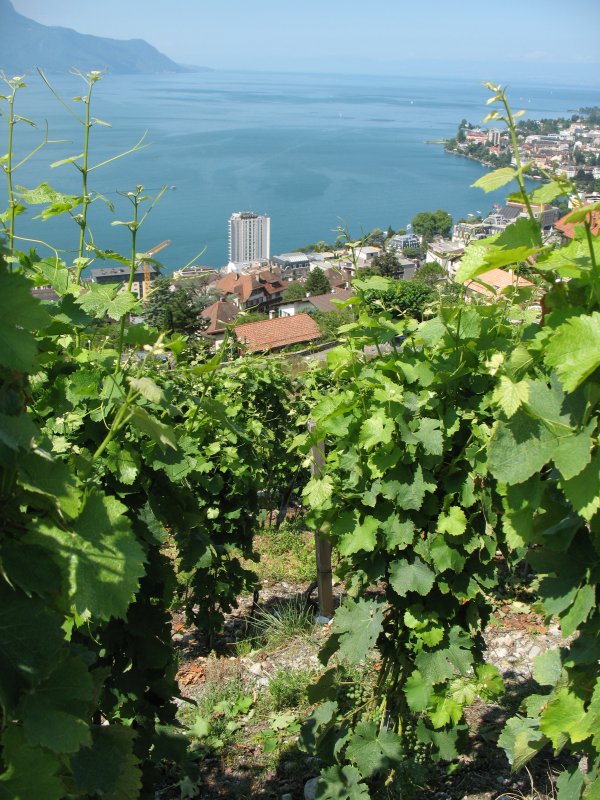 Blick ber Montreux und den Genfersee von den sich immer mehr zurckziehenden Rebbergen oberhalb Montreux.
(27.07.2007)