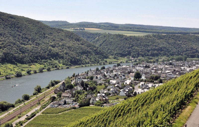 Blick von den Weinbergen auf Winningen und die Mosel - 24.06.2009