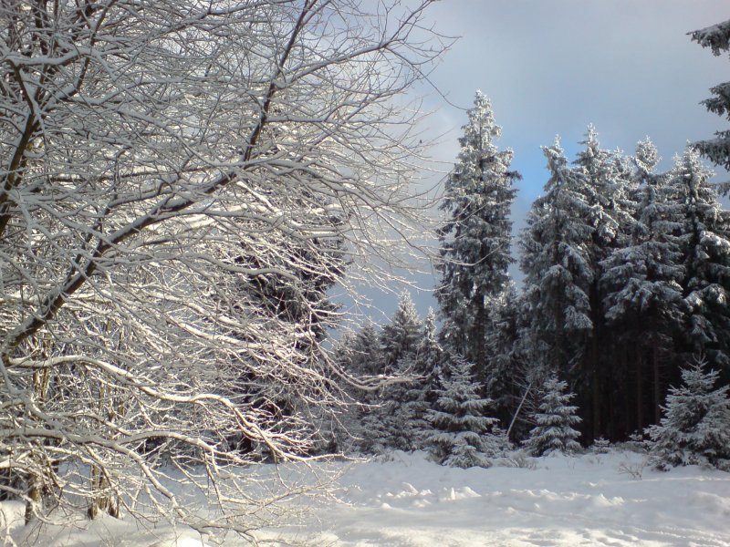 Der Harz. Auf dem Liebesbankweg (Hahnenklee); Winter 2007/08