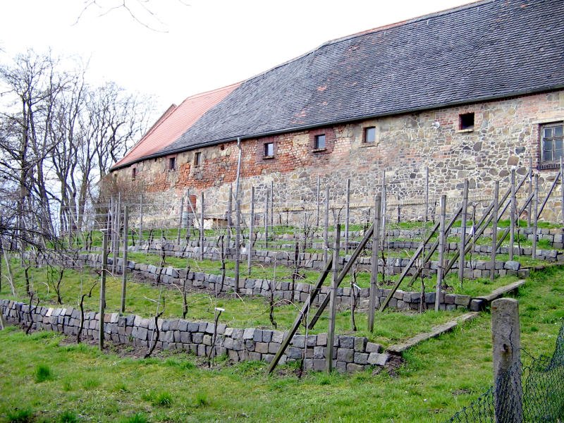 Der historische Standort des Weinberges am Tauchaer Schlo, 28.03.08