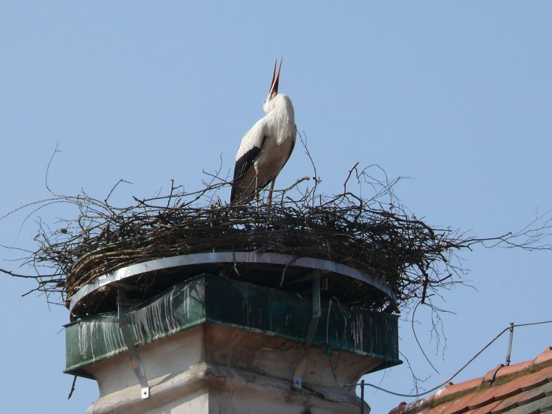 Der Storch... Seit etlichen Jahren kommt er anfang Frhling! Hier sieht man ihn in seinem Nest auf dem Pfarrhof, 4.03.2009