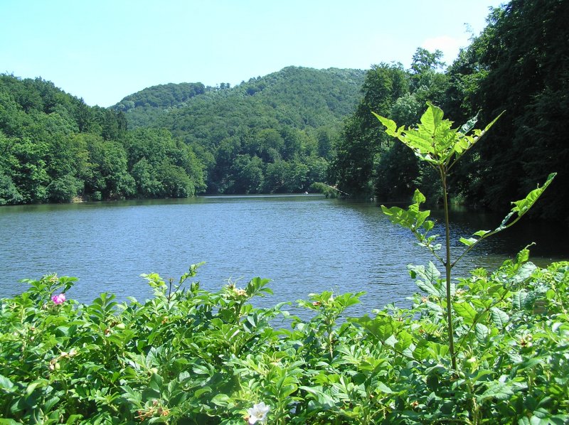 Der Wiesenbeker Teich bei Bad Lauterberg im Sommer 2008