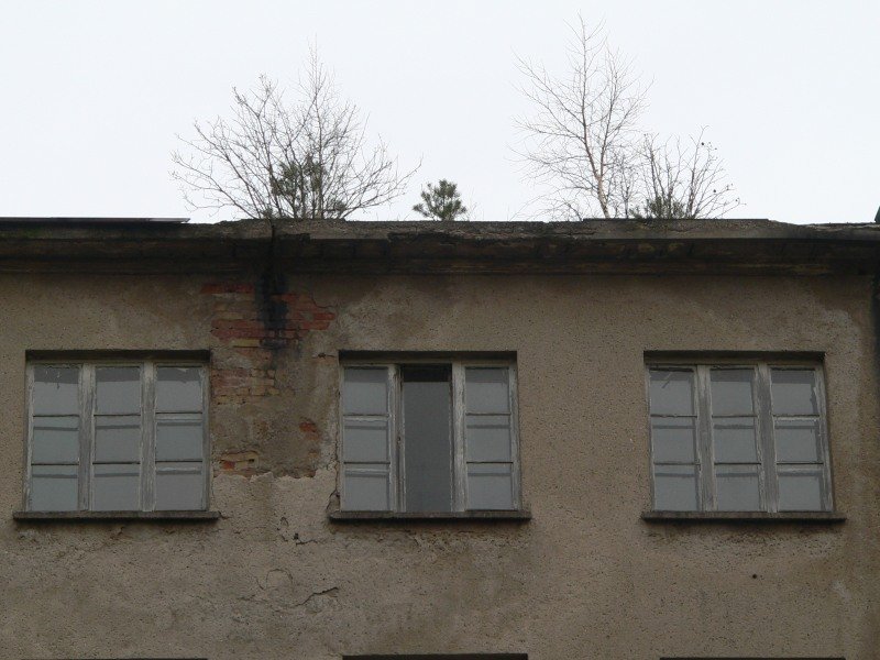 Die Natur kommt zurck. 30.12.2007, Prora