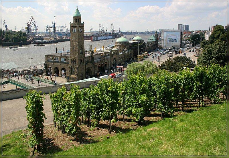 Ein Hauch von Stuttgart in Hamburg: Ein kleiner Weinberg ber der U-Bahnstation Landungsbrcken. Deutschlands nrdlichster und niedrigster Weinberg wurde von den Veranstalter des Stuttgarter Weindorfes gestiftet, als Dank an die Hamburger Brgerschaft fr die Gastfreundschaft. Seit 1985 findet regelmig auf dem Rathausmarkt in Hamburg das Stuttgart Weindorf statt. 17.7.2007 (Matthias)