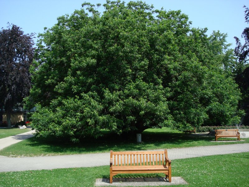Ein zauberhafter Baum, die Zaubernuss aus dem Kaukasus, gesehen im Kurpark von Bad Krozingen/Baden, Juni 2008