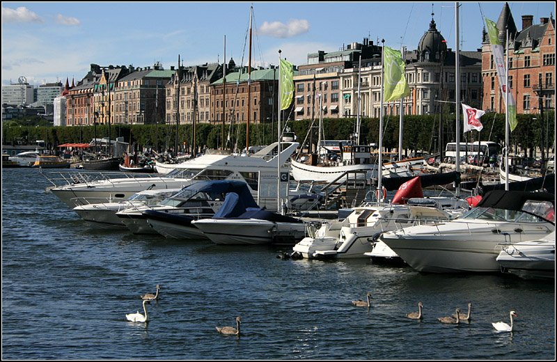 Eine Schwanenfamilie unterwegs im Ladugrdslandsviken. Im Hintergrund die prachtvolle Bebbaung entland des Strandvgen. 26.8.2007 (Matthias)