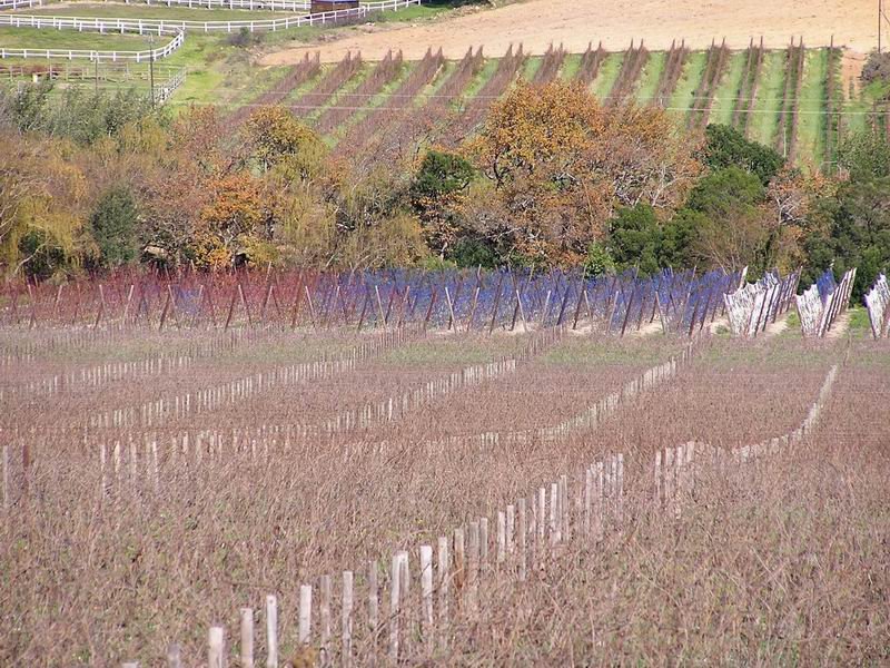 Farbenpracht der Natur. Obstbume bei Stellenbosch.