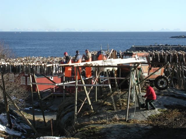 Fischer hngen Dorsche zum Trocknen auf die Fischgestelle. Der getrocknete Stockfisch wird grtenteils nach Italien verkauft.