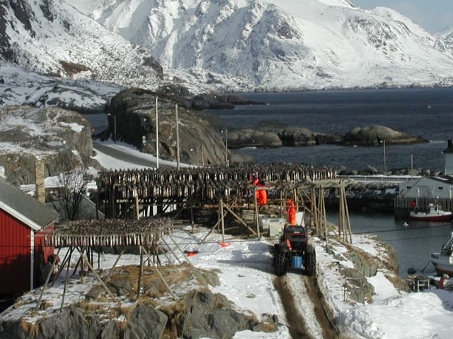 Fischer hngen Dorsche zum trocknen auf die Fischgestelle.