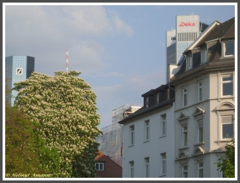 Frankfurt am Main Stadtteil Westend Kettenhofweg Ecke Barckhausstrae, die Bankentrme ragen ber die Dcher der Wohnhuser, aus dem Baum  wchst  der Antennenmast des Commerzbank-Towers, des mit einer strukturellen Hhe von 259 Metern (mit Antenne 300 Meter) zweithchsten Gebudes Europas (Aufnahme vom 06.05.2008).