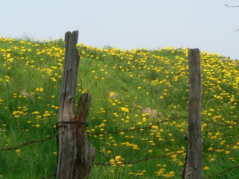 Frohe Farben in Zarrentin. Sommer 2006