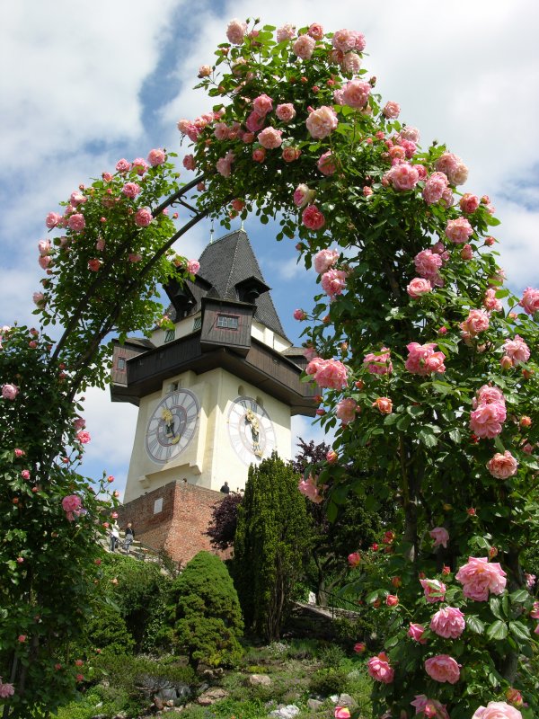 Frhling am Schloberg - Das Grazer Wahrzeichen, der Uhrturm, mit Rosen 'umkrnzt'. (Mai 2009)