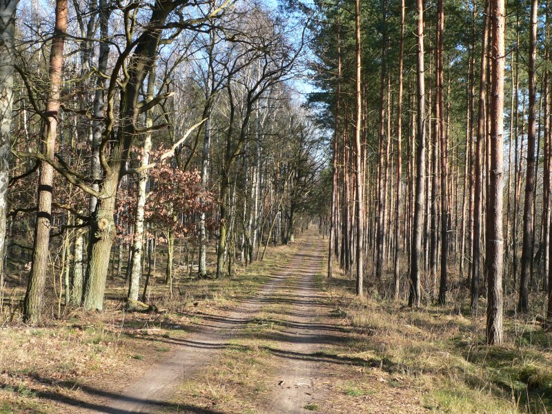 Fr eine Radtour mittlerer Lnge (25 km) ist die Strecke Erkner - Frstenwalde zu empfehlen. Man kann bei Bedarf auch in Berlin verlngern, bis Kpenick fhrt man auf dem R1 autofrei. Hier der Abschnitt Hangelsberg - Fangschleuse. Man fhrt immer parallel zur Bahn, nrdlich von ihr. Man kann eine Richtung mit dem Zug fahren, dieser fhrt etwa halbstndig und bietet gengend Kapazitten fr Fahrrder. 18.2.2007