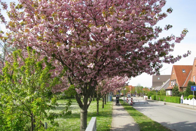 Grevesmhlen, Baumblte an der Schweriner Strae, 05.05.2008